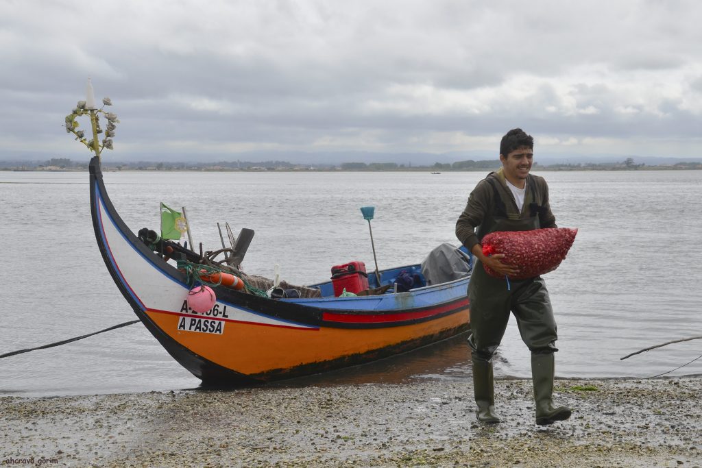 Covid 19 Ria De Aveiro Pesca Artesanal Perde Rendimento Mariscadores